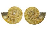 Cut & Polished Ammonite Fossils - 1 1/2 to 2" Size - Photo 4